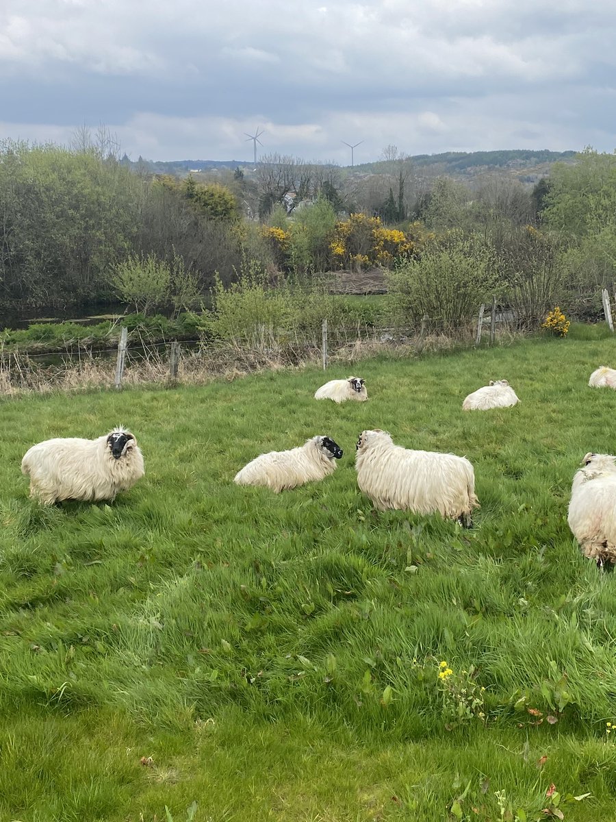 sandramurphy999's tweet image. Beautiful Sunday spent in Gougane Barra… finished off with a divine toastie in @ToonsBridge #Sunday #weekend