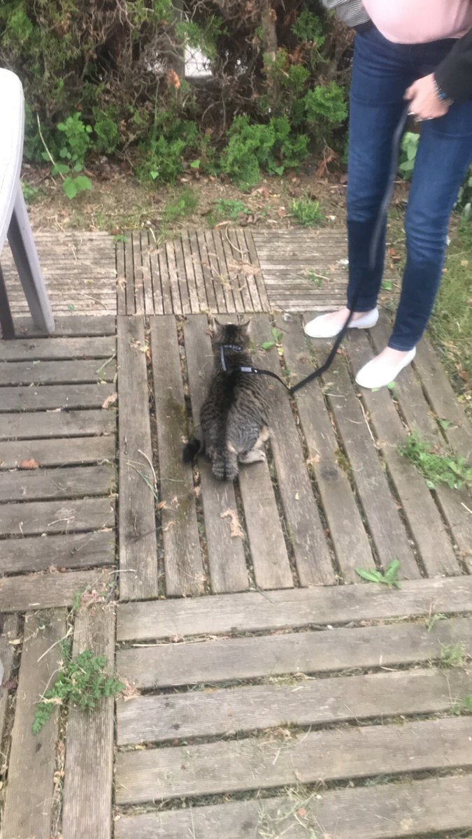 ItetsuLaTable's tweet photo. J’ai sorti mes chats pour la première fois aujourd’hui, ils étaient tout paniqués au début mais au final ils ont kiffé 😍 https://t.co/Crip2LWson