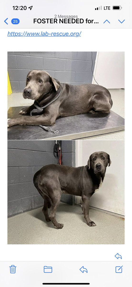 The most rewarding part of being a <a href="/LabRescueLRCP/">Lab Rescue LRCP</a> foster mama is getting to be a part of the home visit &amp; seeing the love radiating among your sweet foster &amp; his new sweet family. I’m forever grateful for #LRCP &amp; for those that choose adoption 🐾 #beautifulbeau now vs then!👇🤩