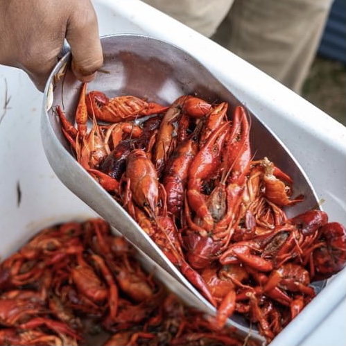 watershedmem's tweet photo. BUGS NOT DRUGS
Bluff City Blues Crawfish 🦞 Festival
Photos by Frank Chin https://t.co/pVcH909K1t