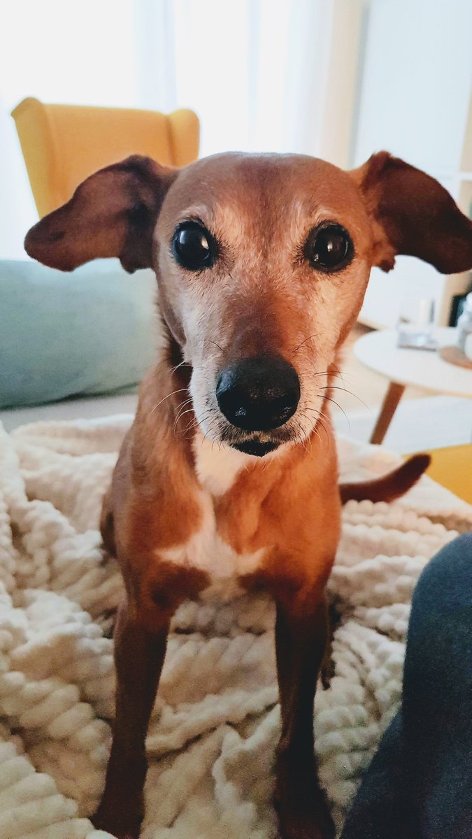GamingGlasses_'s tweet photo. She's almost 9 years old now, but sometimes I still see a little puppy face when she looks at me like this.
#twitch #dogsoftwitter #streamerdogs https://t.co/jEa6evhuFF