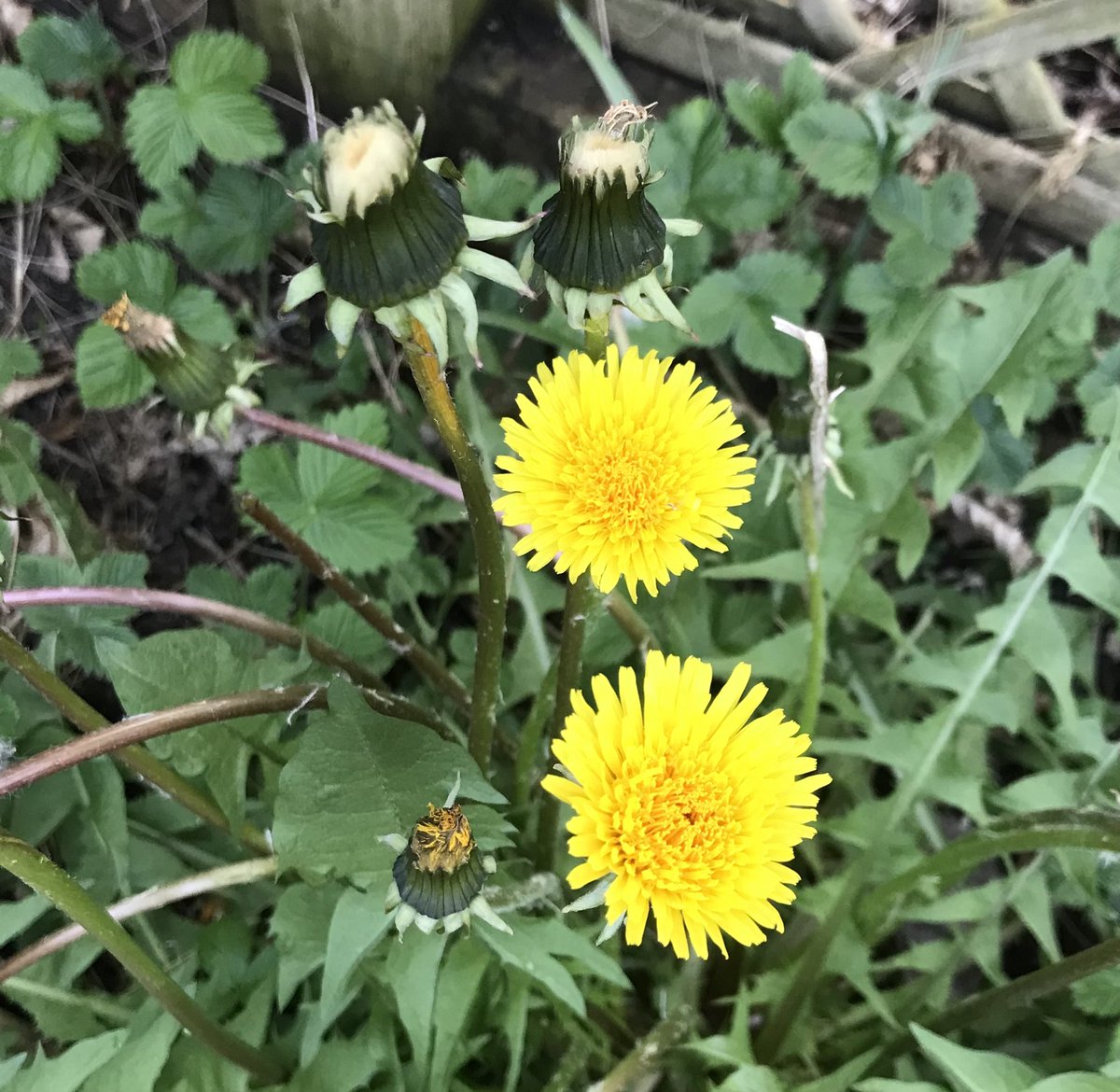 uncoolhelen's tweet photo. #InMyGarden 
In the middle of the self-seeded wild strawberrys
Below the blue tit nest box
Near Nan’s birdbath, scene of drinking, bathing and squabbling
Loved by goldfinch
Our own sunshine
#InternationalDayoftheDandelion #wildflowerhour #GoodThings #365dayswild @WiltsWildlife https://t.co/8mifktZ4if