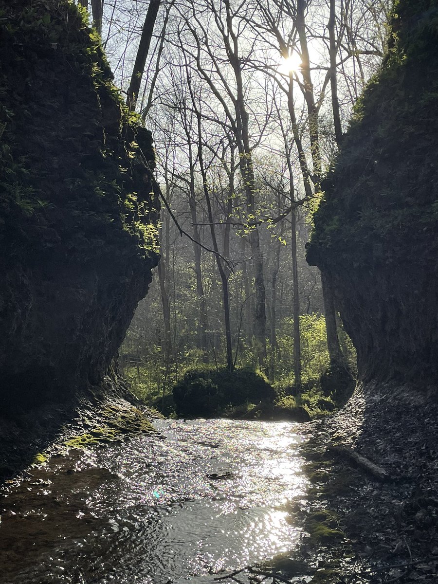 Appalachian forest Ohio
