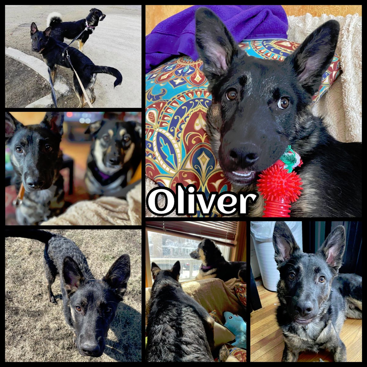 Stefani Langenegger (@slangeneggercbc) on Twitter photo Oliver is a super smart and very attentive shepherd-cross, almost 7 months old and neutered. Great in a kennel and at the dog park. Working on not barking our hellos on leash. Application info and some baby pics via <a href="/ccrezqsregina/">CC RezQs Regina</a> ccrezqs.com/dogs-available/ facebook.com/ccrezqs/photos… Oliver is a super smart and very attentive shepherd-cross, almost 7 months old and neutered. Great in a kennel and at the dog park. Working on not barking our hellos on leash. Application info and some baby pics via <a href="/ccrezqsregina/">CC RezQs Regina</a> ccrezqs.com/dogs-available/ facebook.com/ccrezqs/photos…