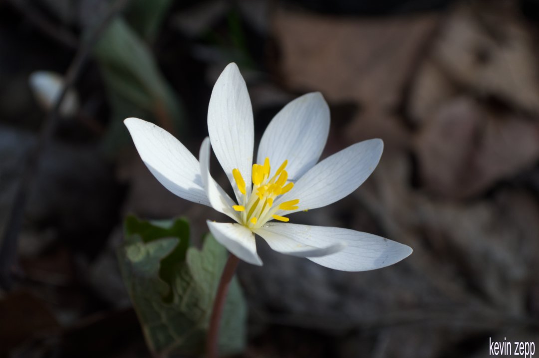 kevinwzepp's tweet photo. #Michigan #SpringFlowers #buddingflowers #landscapephotography #closeupflowers
I can finally take spring flower pictures again! it was a brilliant morning today. we've had such a long winter and it spilled over into spring. we just had snow last week. I'm ready for more!π https://t.co/31yPMMmBj3