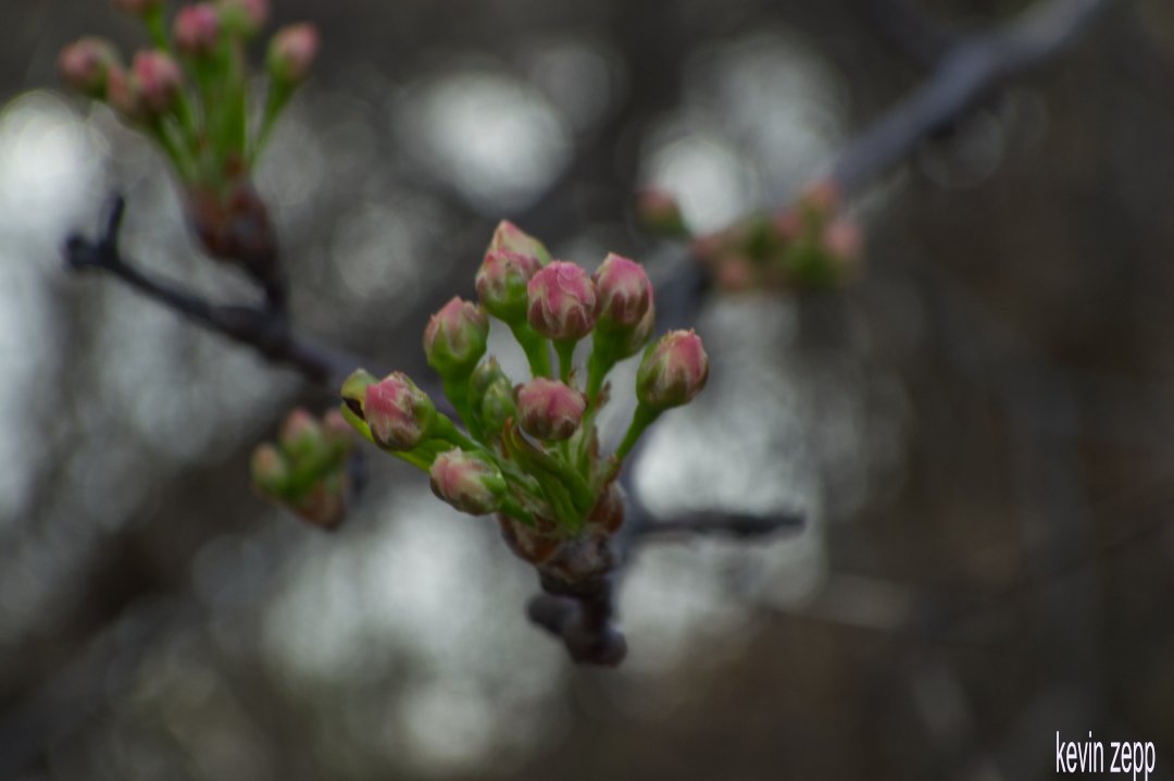 kevinwzepp's tweet photo. #Michigan #SpringFlowers #buddingflowers #landscapephotography #closeupflowers
I can finally take spring flower pictures again! it was a brilliant morning today. we've had such a long winter and it spilled over into spring. we just had snow last week. I'm ready for more!π https://t.co/31yPMMmBj3