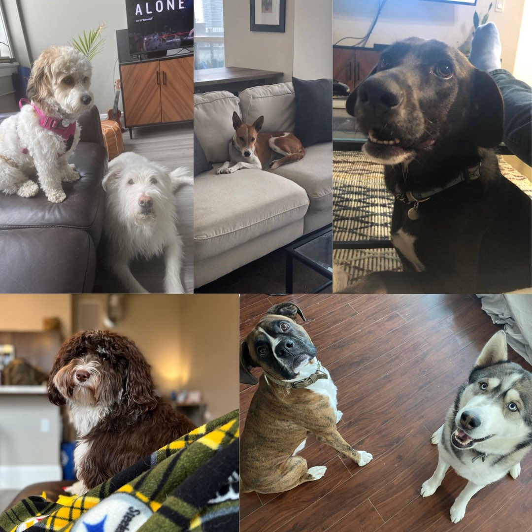 Most of our friends are dogs.