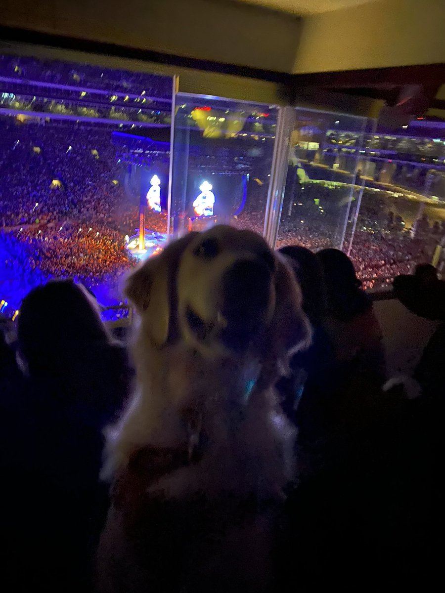 trishayearwood's tweet photo. This is Brooks. She’s a service dog and living her best life at the GB concert last night! Good girl!! https://t.co/TRanqPyAMn