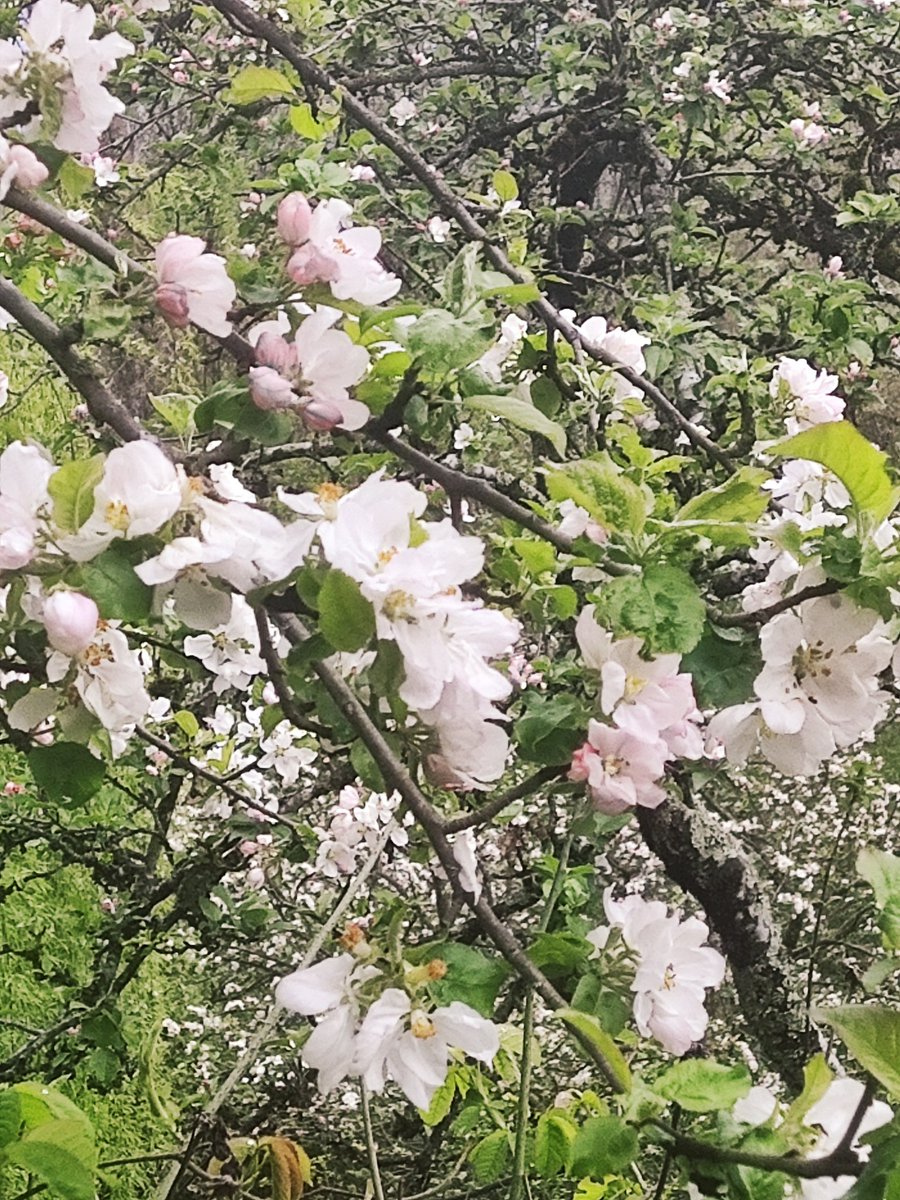 marziatonon's tweet photo. #MosaicoFotografico #pioggia e #nuvole su una #domenica #primaverile https://t.co/cCnxo0ENzM