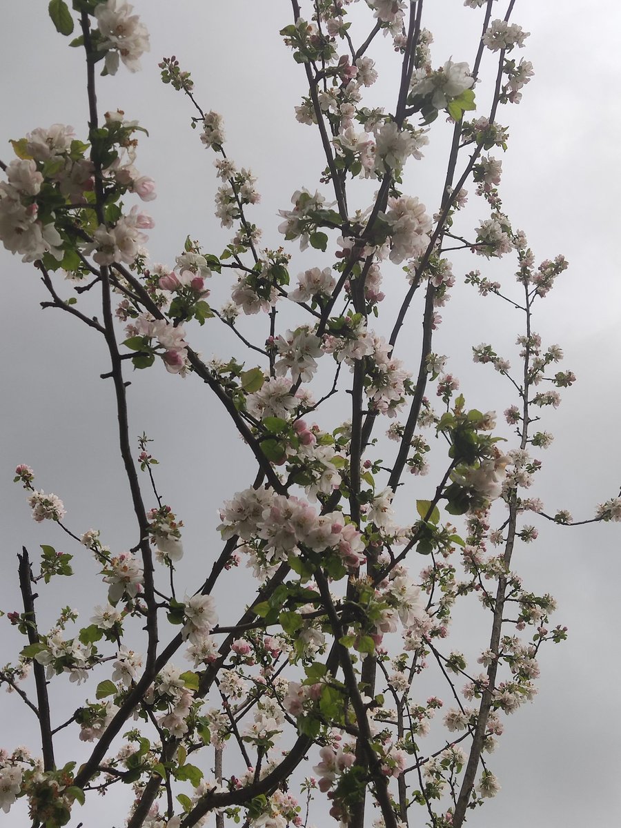 marziatonon's tweet photo. #MosaicoFotografico #pioggia e #nuvole su una #domenica #primaverile https://t.co/cCnxo0ENzM