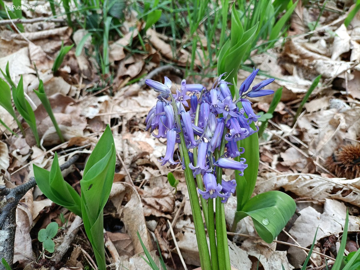 PublicaForesta's tweet photo. La jacinthe des bois 🇫🇷 (#Hyacinthoides non-scripta) et son parfum discret ne cessent de nous émerveiller, bluebells 🇬🇧 - Forêt départementale de la Tour du Lay (95) https://t.co/hRaZhZnlbP