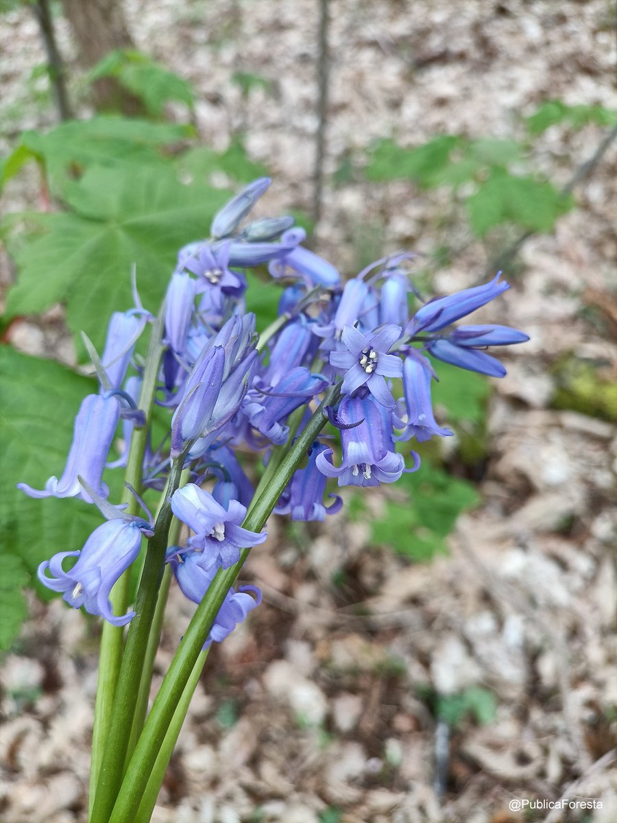 PublicaForesta's tweet photo. La jacinthe des bois 🇫🇷 (#Hyacinthoides non-scripta) et son parfum discret ne cessent de nous émerveiller, bluebells 🇬🇧 - Forêt départementale de la Tour du Lay (95) https://t.co/hRaZhZnlbP