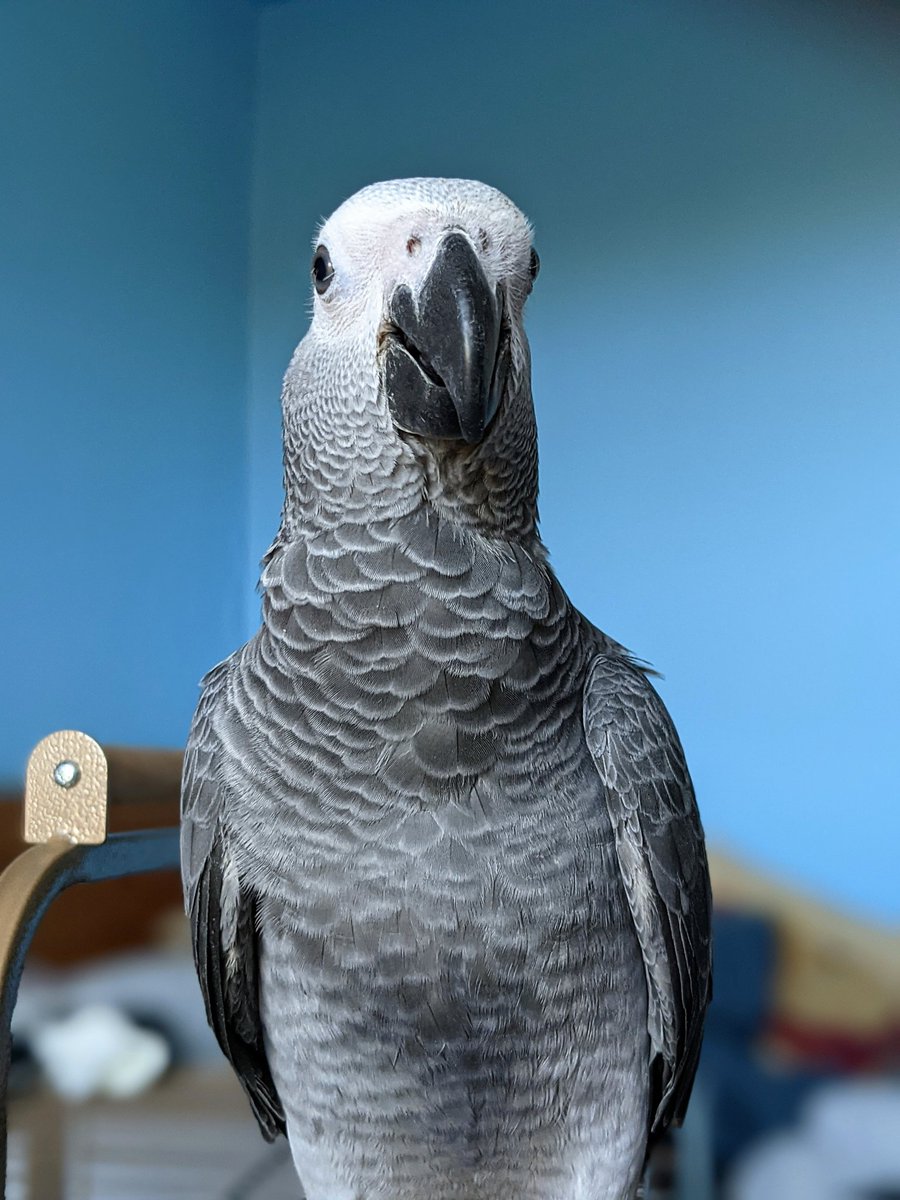 Riku_The_Parrot's tweet photo. Now ya see me, now ya don’t 🤫
#birdmode #parrots #birdpics #birdfamily #cutenessoverload #cutenessoverdose https://t.co/kLvs1eDRJh