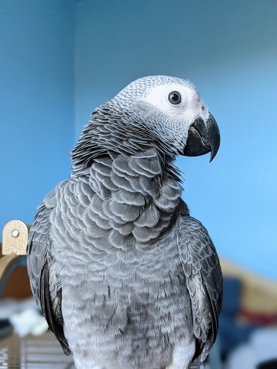 Riku_The_Parrot's tweet photo. Now ya see me, now ya don’t 🤫
#birdmode #parrots #birdpics #birdfamily #cutenessoverload #cutenessoverdose https://t.co/kLvs1eDRJh