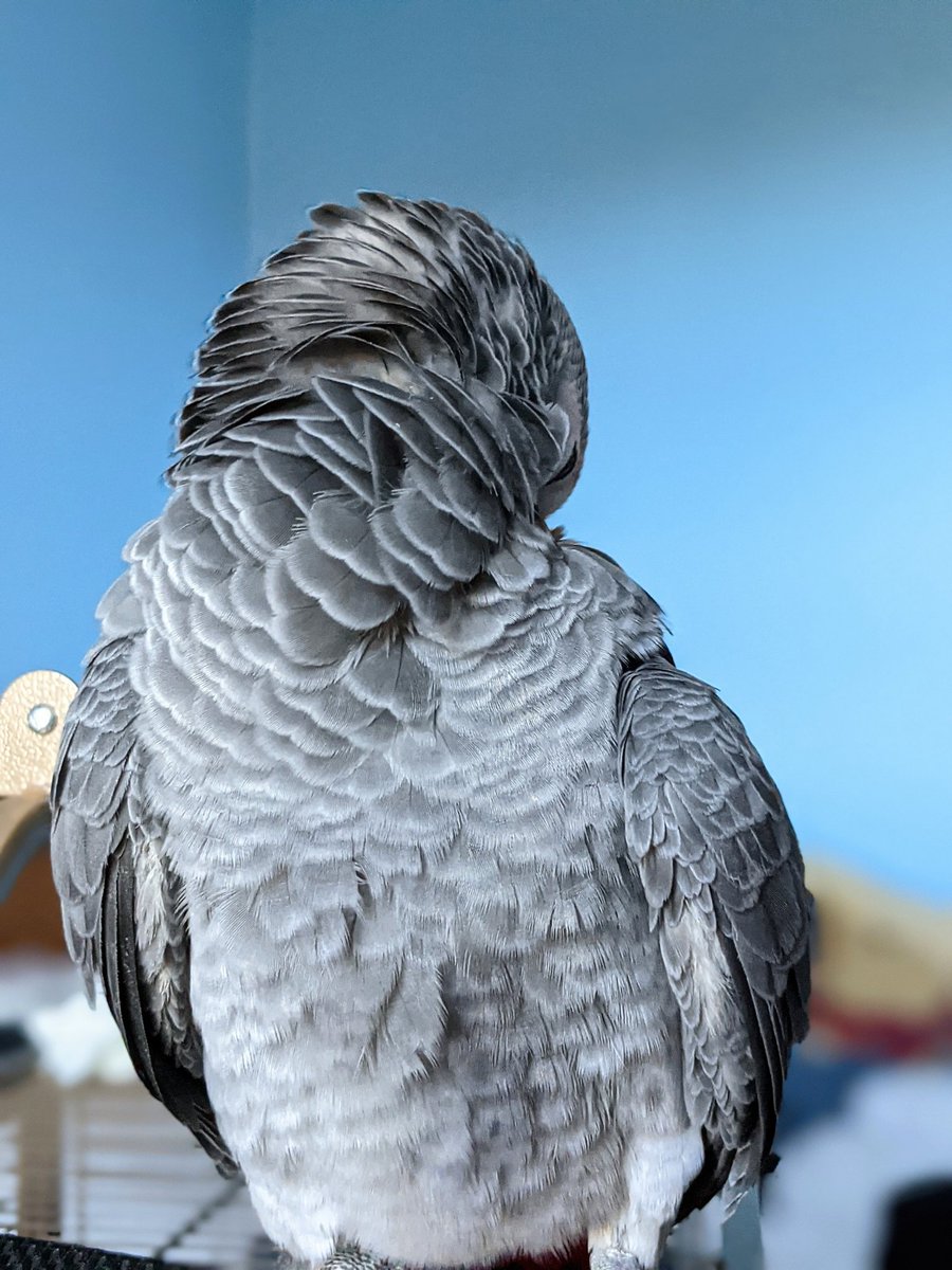 Riku_The_Parrot's tweet photo. Now ya see me, now ya don’t 🤫
#birdmode #parrots #birdpics #birdfamily #cutenessoverload #cutenessoverdose https://t.co/kLvs1eDRJh