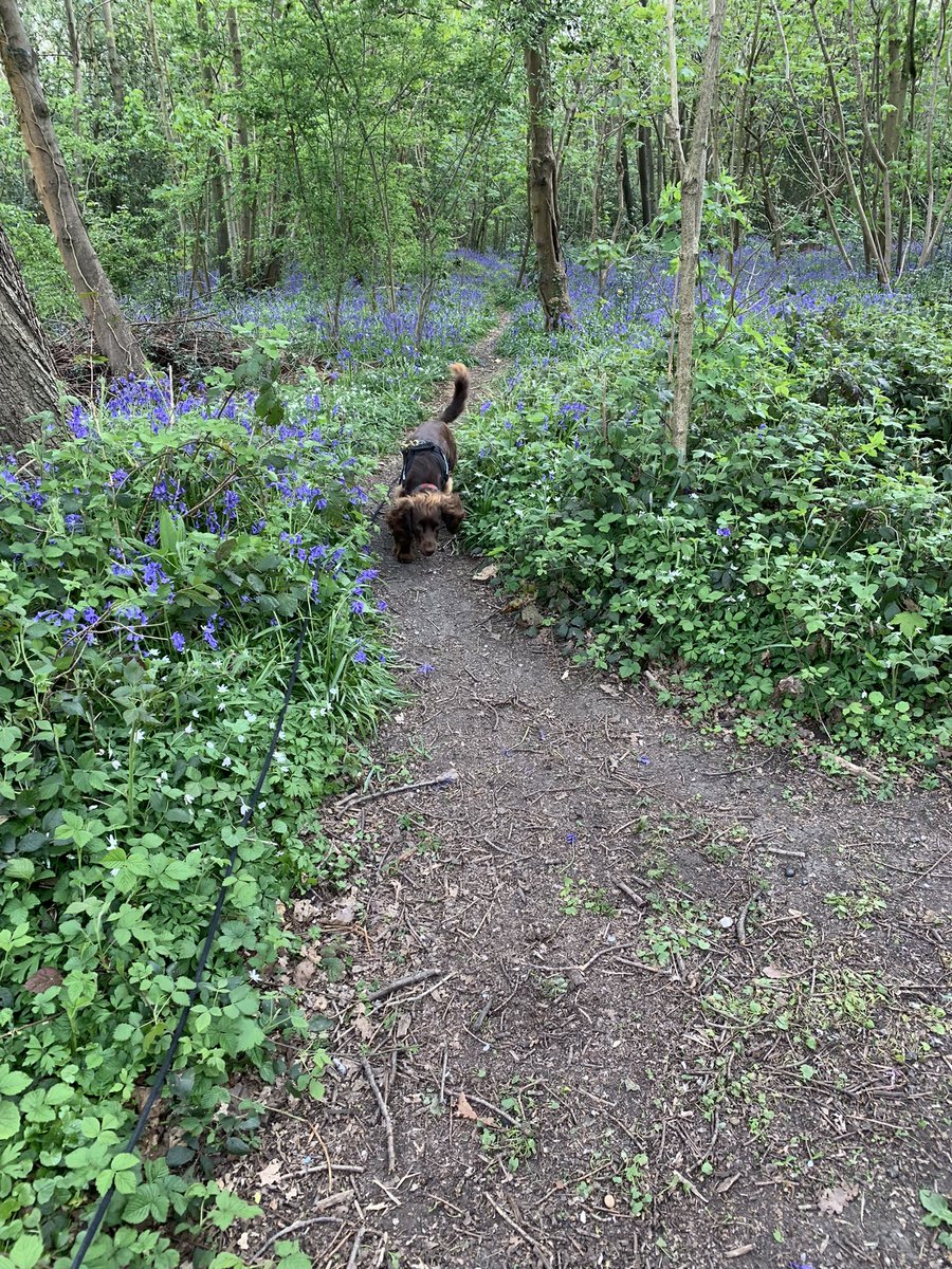 kazattacks's tweet photo. @Dany_Cotton @ScadburyPark Was a stunner of a walk, beautiful to see all the bluebells out too #healingpoweroffur https://t.co/s9SwhNziQa
