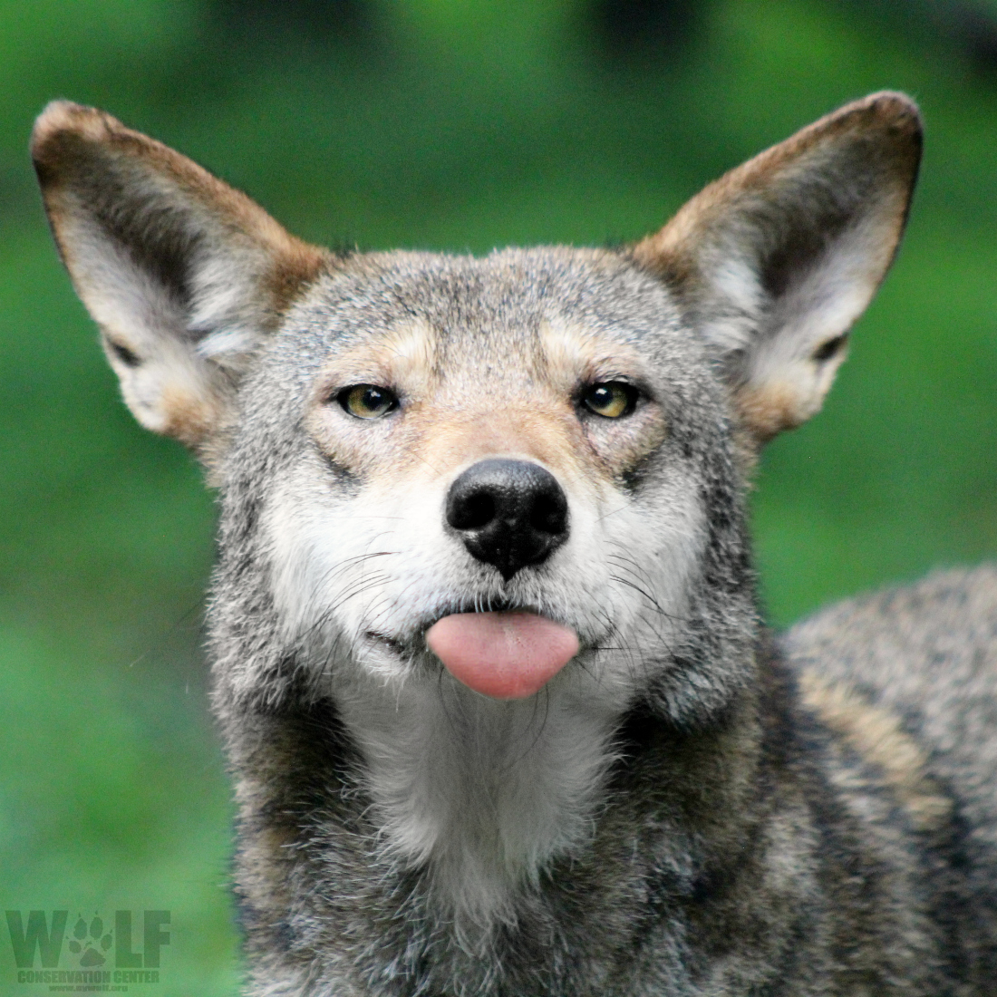 Wolf Conservation Center 🐺 tweet media