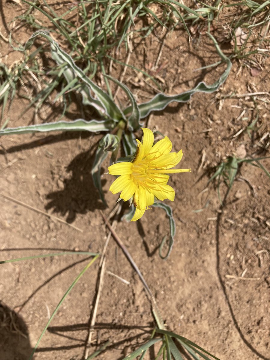 #spring is all along the trail today <a href="/JeffcoOpenSpace/">Jeffco Parks & Open Space</a>! Sand lilies, Nuttall’s violet, spring beauty &amp; wavy-leaf dandelion @ Deer Creek Canyon. Also many sightings of broad-tailed #hummingbirds &amp; turkey #vultures. ❤️wildflowers &amp; wildlife? Stay on authorized trails &amp; pick up 💩