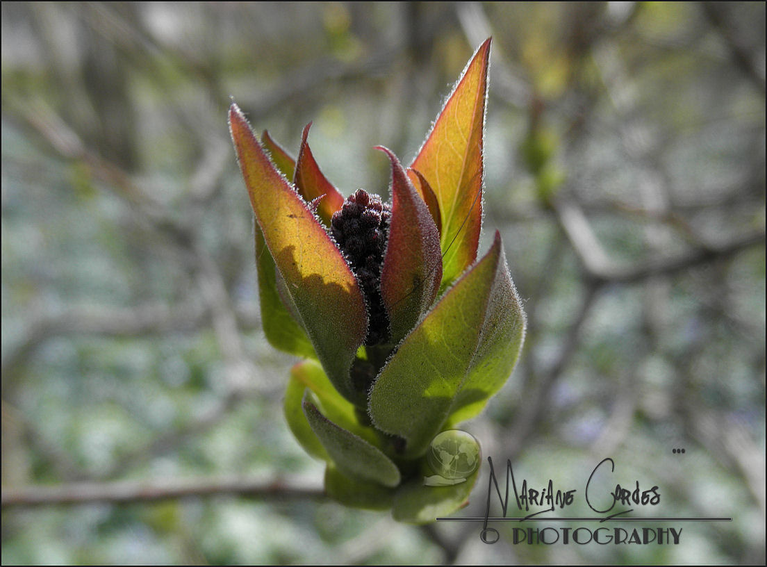 ArtCordes's tweet photo. Spring #springtime #treebud #macro #sunshine #photography #green #tree https://t.co/UdcbQ5ckea