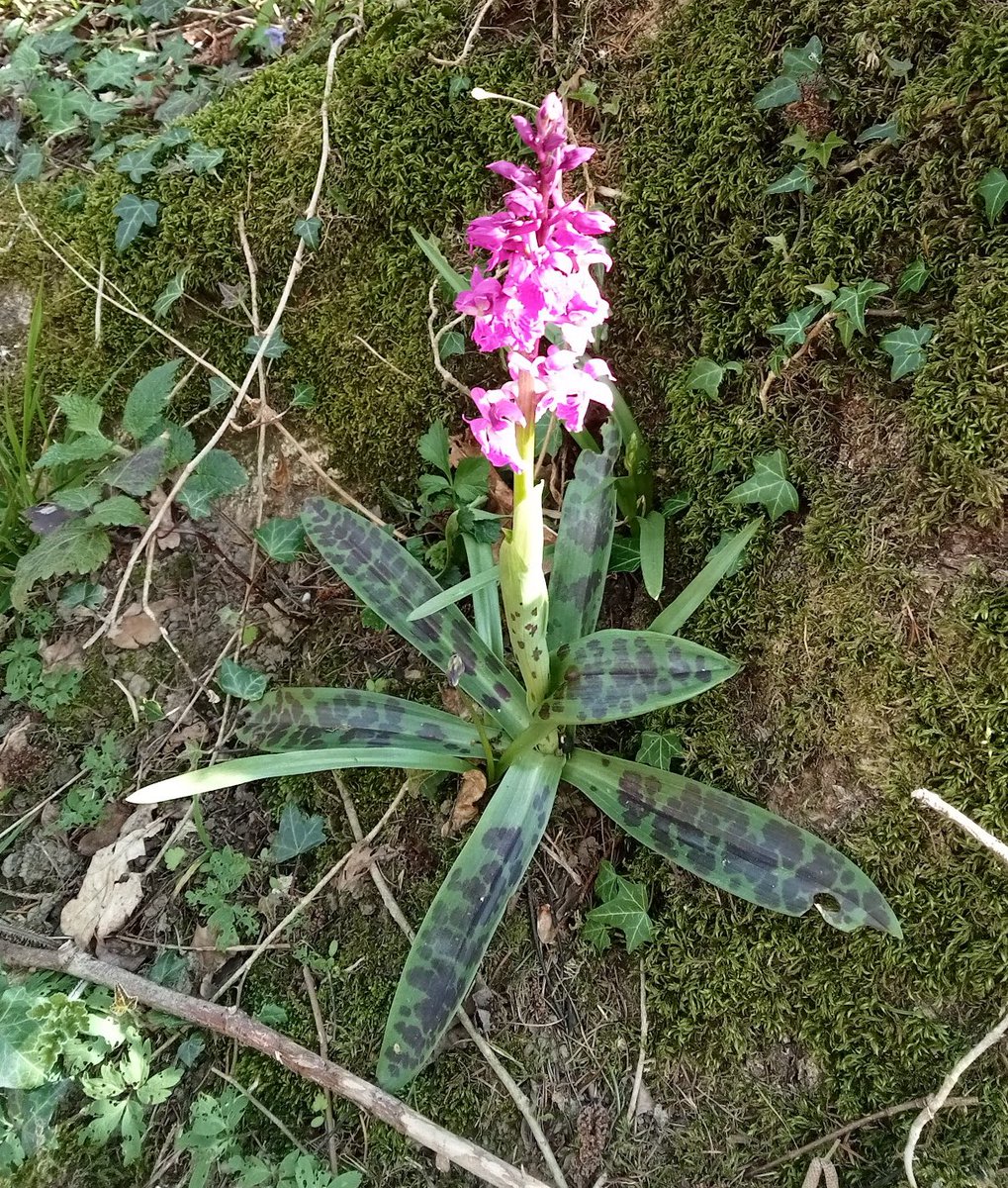 katy alston tweet media