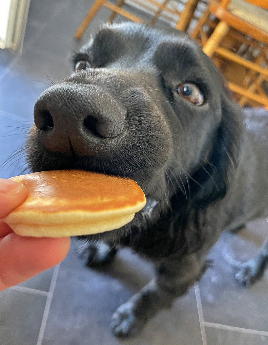 It is a rule that whenever I make pancakes Dexter gets his own little pancake too 🥹❤️🐾🥞