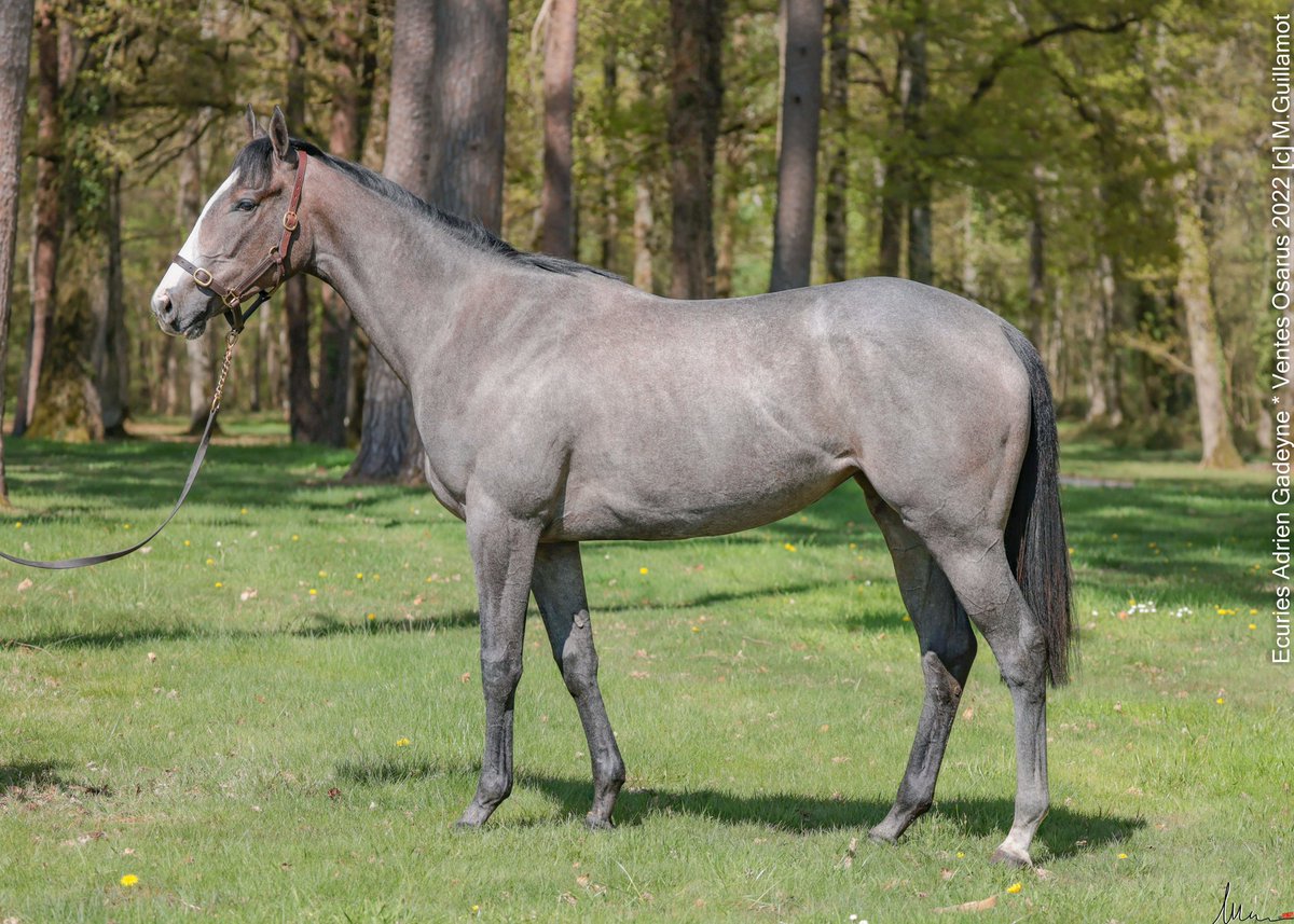 𝐋𝐨𝐭 𝟳𝟰 𝗔  de la vente breeze up <a href="/OsarusSales/">OSARUS</a> du 2 &amp; 3 Mai
                  
                     𝙇𝙖𝙨𝙩 𝙁𝙡𝙤𝙬𝙚𝙧

Par Morandi
Haras du Grand Chesnaie 
Elevage Jan Krauze 

#Breezeup #Osarus #horselife #horsecare #horseperformance #MgpY