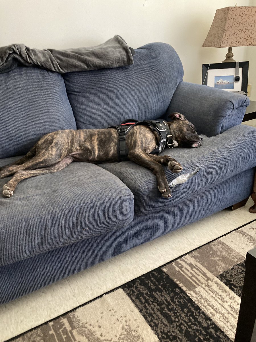 ChrisWindover's tweet photo. Nova and Maycee..#doglife #puppy #nova #maycee #Twitter #dogs #post #SundayMood https://t.co/TMR1XQFEb8