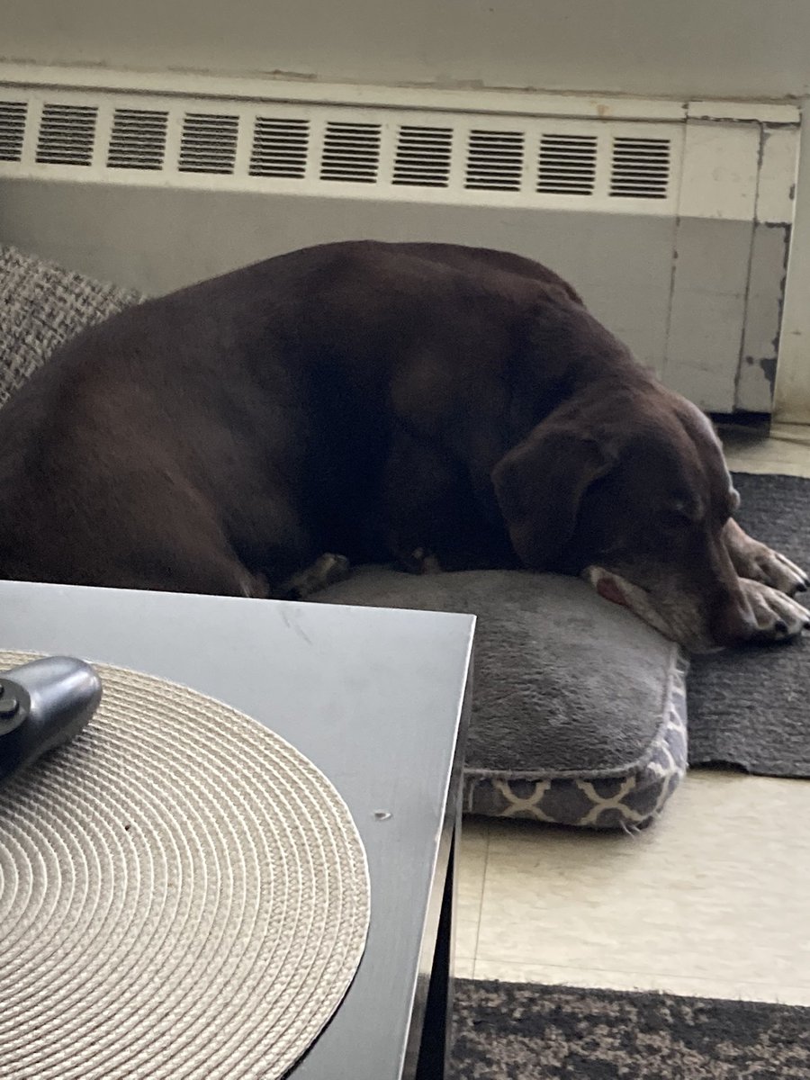 ChrisWindover's tweet photo. Nova and Maycee..#doglife #puppy #nova #maycee #Twitter #dogs #post #SundayMood https://t.co/TMR1XQFEb8