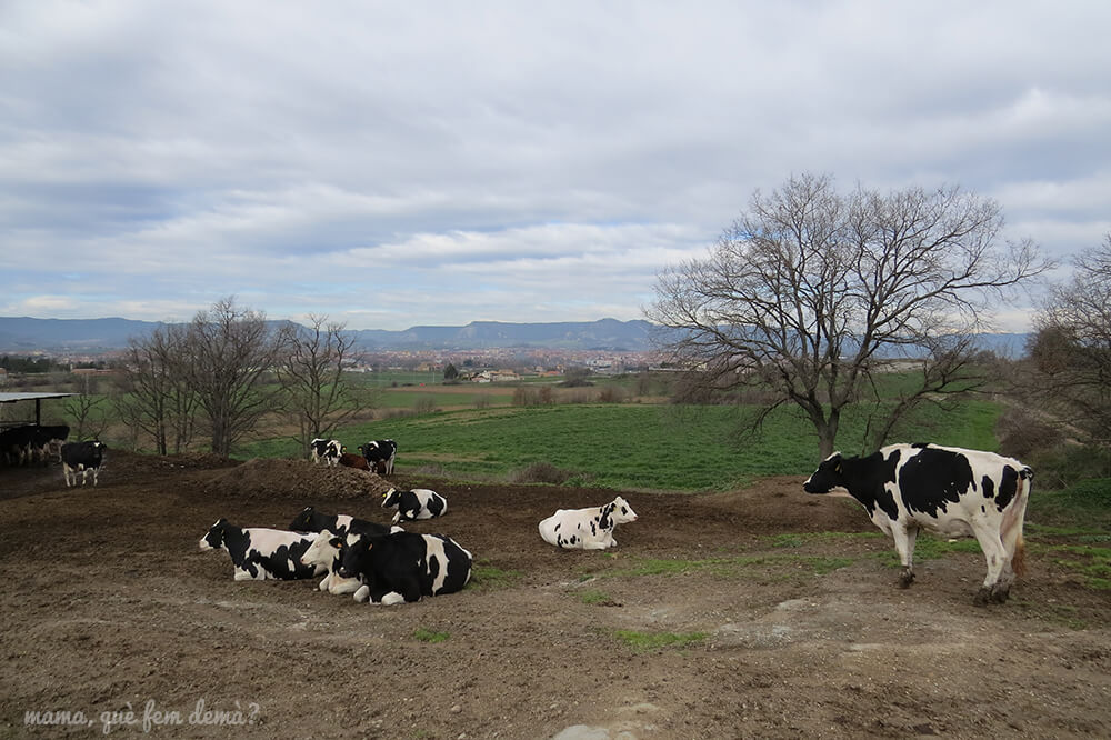 mamaquefemdema's tweet photo. Dos granjas de vacas para visitar con niños:
🐮 Cal Rei (cerca de Vic): https://t.co/Z9EY4z1VXZ
🐮 Cal Gel (en el Maresme): https://t.co/nOPpyXOXRw
#granjadevacas #granjadevaques #calrei #viucangel https://t.co/AM4Qjljb8q