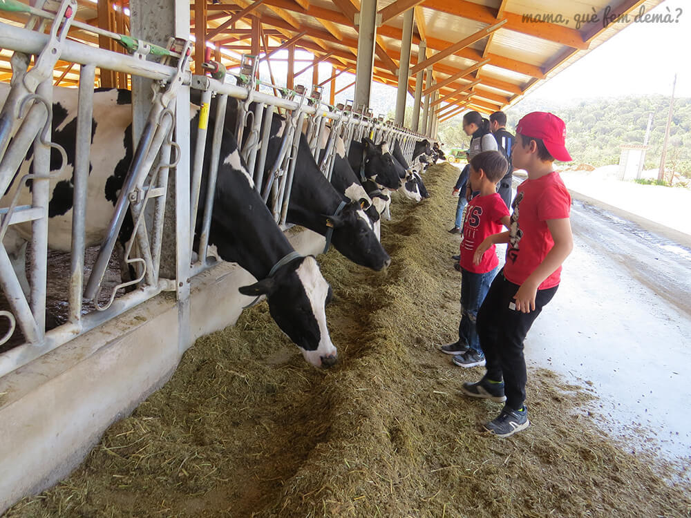 mamaquefemdema's tweet photo. Dos granjas de vacas para visitar con niños:
🐮 Cal Rei (cerca de Vic): https://t.co/Z9EY4z1VXZ
🐮 Cal Gel (en el Maresme): https://t.co/nOPpyXOXRw
#granjadevacas #granjadevaques #calrei #viucangel https://t.co/AM4Qjljb8q