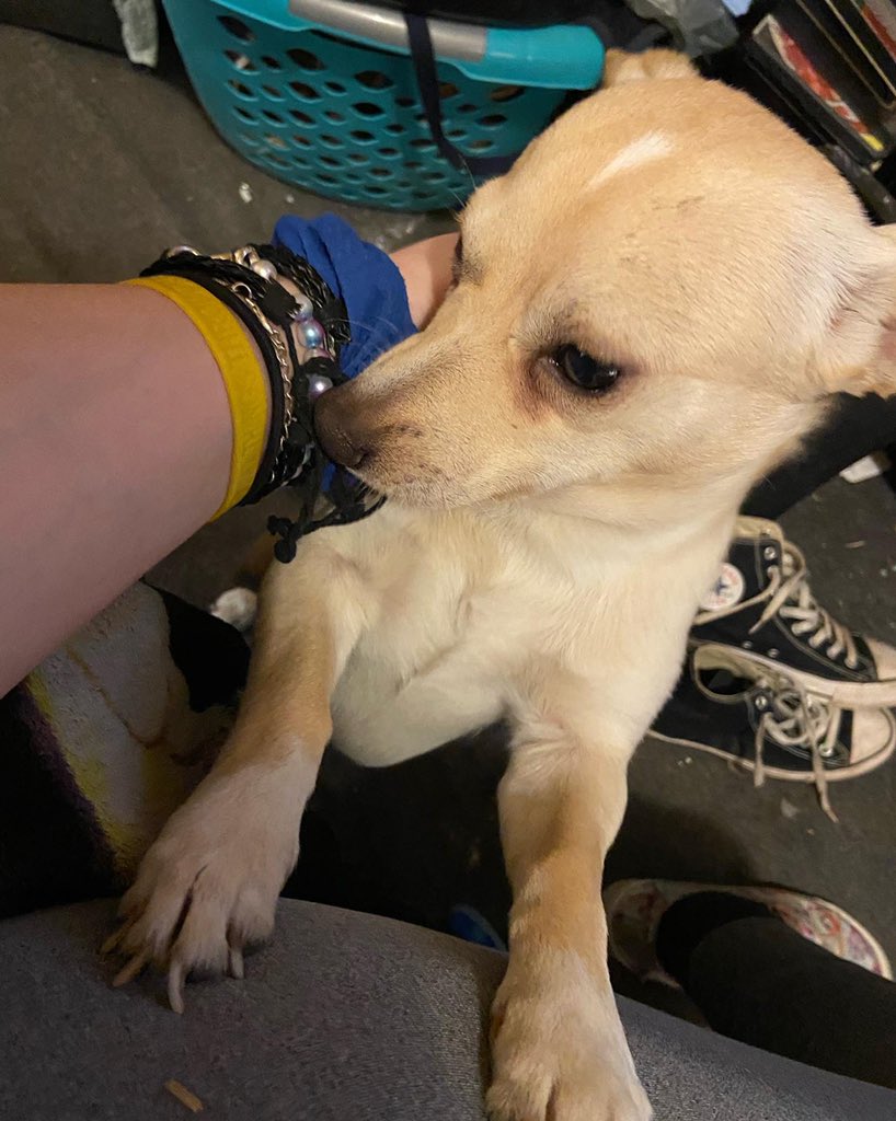giuseppesgirl23's tweet photo. Wanna say happy birthday to my seven-year-old doggy shit he just turned seven today and dog years but to us he is one years old I love u mo mo ❤️❤️❤️ #giuseppeandrews https://t.co/vAphFSUmme