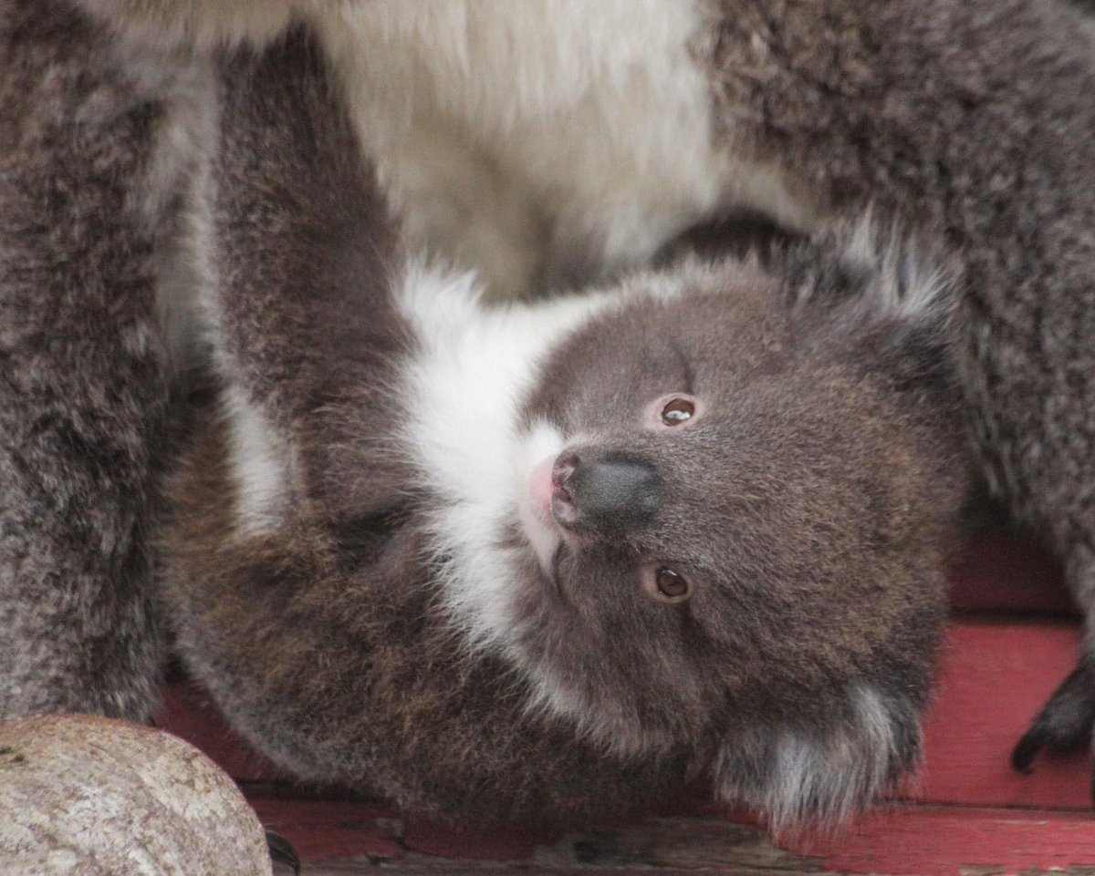 AliceG02863686's tweet photo. Lovely to be back at @Longleat and seeing Baby Hazel 😍🐨🐨 https://t.co/ReNYeUwyI0
