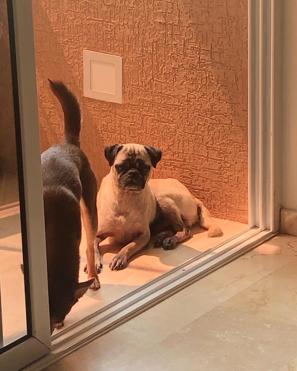 ayudemosapluto's tweet photo. Our great #HomeroAP ♥️😍 Relaxed sunbathing in the company of the nini #MiracleAP 🫶🏻 It has improved a lot, but we still need it to be more filled 🙏🏻
This is how we are 👇🏻
✅ Veterinary debt ($209)
✅Castration #HomeroAP ($150)
✅May Pensions ($413) https://t.co/7N7LWxkhpL