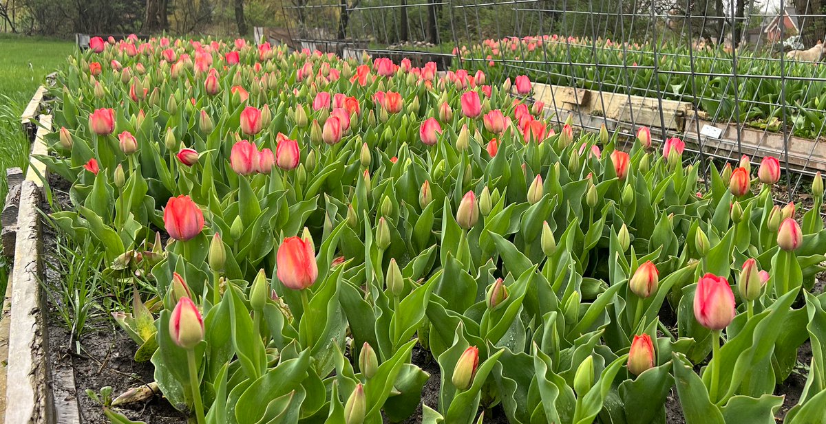 Tulips