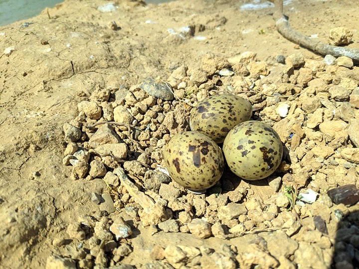 WaterkeepersIQ's tweet photo. Tell me what do you see? you see eggs that hasn’t been hatched yet u may think how beautiful the birds that will come out of it may be but will they ever come out ? Are they ever gonna become little birds or the eggs will get spoiled because the mothers will leave fearing humans https://t.co/HsVBICKLiL