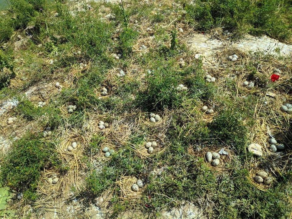 WaterkeepersIQ's tweet photo. Tell me what do you see? you see eggs that hasn’t been hatched yet u may think how beautiful the birds that will come out of it may be but will they ever come out ? Are they ever gonna become little birds or the eggs will get spoiled because the mothers will leave fearing humans https://t.co/HsVBICKLiL
