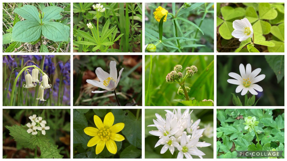 Woodland flowers from the Cotswolds for #wildflowerhour this week: Herb Paris, Woodruff, Goldilocks Buttercup, Wood Sorrell, Bluebell, Wood Anemone, Sanicle, Greater Stitchwort, Garlic Mustard, Lesser Celendine, Wild Garlic & Moschatel @wildflower_hour @BSBIbotany @GlosNatSoc