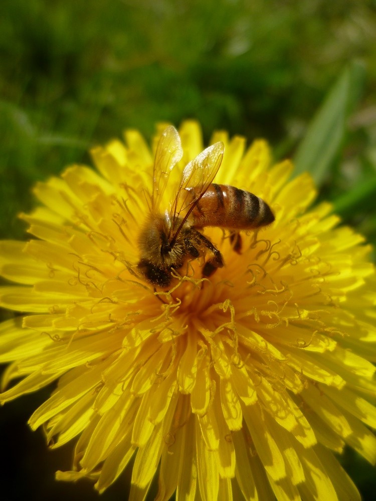 CommGdnsLondon's tweet photo. Looking good, with and without visitors! 🐝🐝#wildflower_hour  #InternationalDayoftheDandelion @DandelionAppre1 https://t.co/Op4VaDKV60