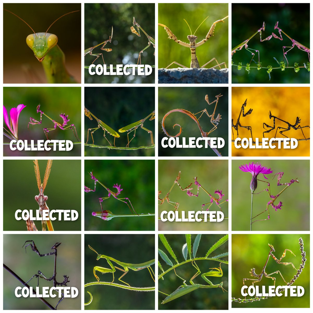 Good evening fam ☘🙏
1/1 edition 
16 photo
8 collected 
Market; Opensea 
praying mantis collection 👽⬇️
opensea.io/collection/pra…
#NFTCommunity #NFTCollection #nftphotography