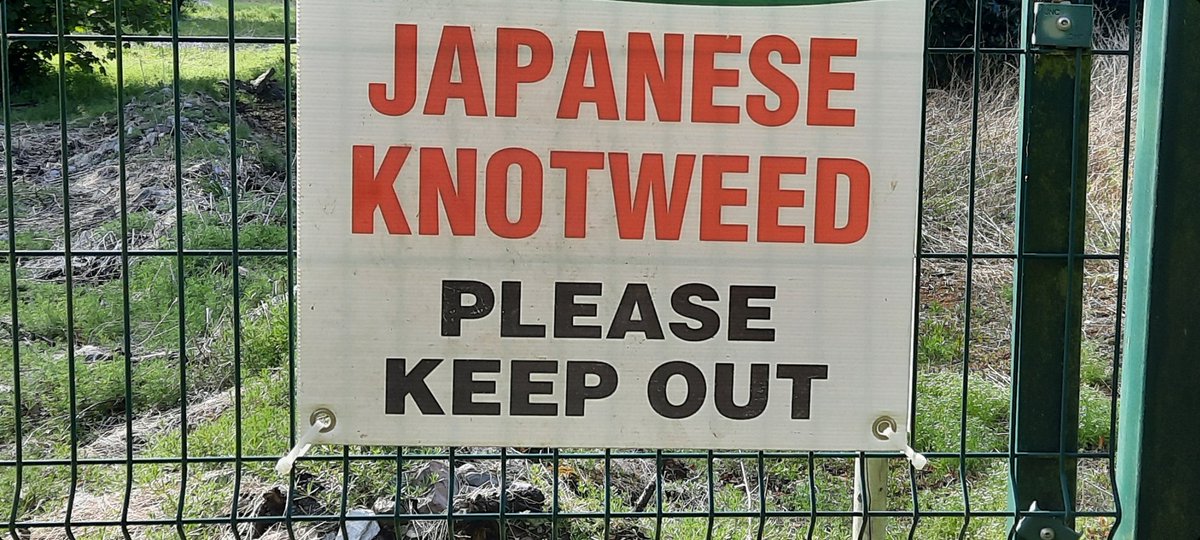 johncreedon's tweet photo. Despite rumours to the contrary, there's no talking to plants. They just won't listen! #japaneseknotweed https://t.co/es2mSqCYBd