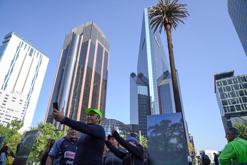 InjuveCDMX's tweet photo. Decimos adiós a un monumento vivo que se erige desde hace más de un siglo sobre Paseo de la Reforma. 🌴💭💓

Muchos recuerdos y experiencias…☄️

#PalmasALaPalma #LosJóvenesUnenAlBarrio por el bienestar.🙌🏻 https://t.co/lwQIdMHYSK