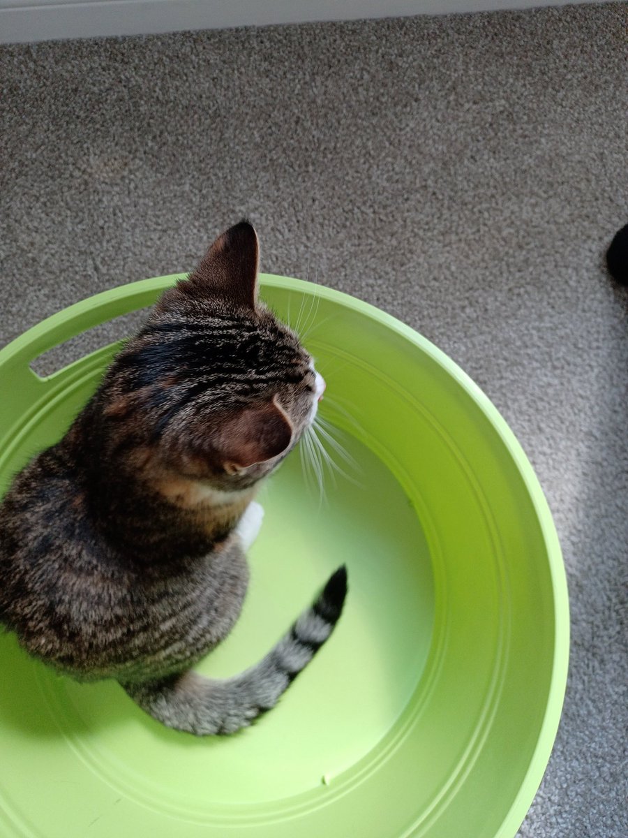 missmaplecat's tweet photo. https://t.co/m0caiPhAso