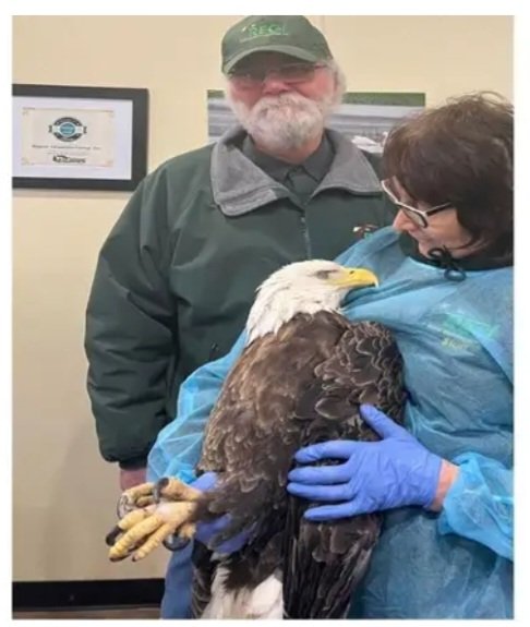 #Reward $7,000 for anyone with information that leads to a conviction of person #shooting bald #eagles in #antigo #Wisconsin #dunncountywisconsin #colfax Contact Raptor Education Group, Inc