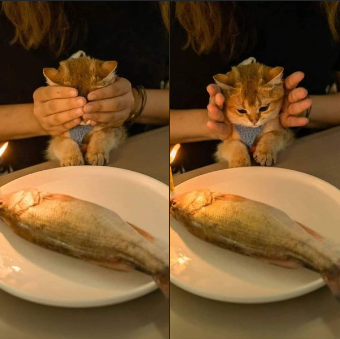 Patrick199420's tweet photo. Meow! 😺 https://t.co/G4paab9ndA