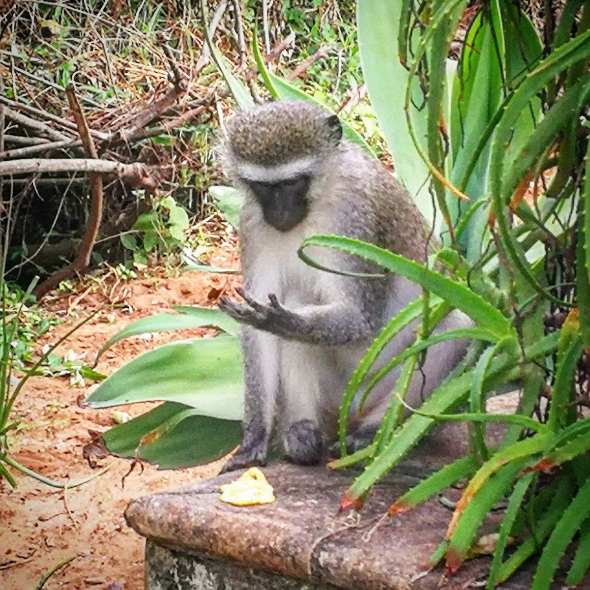 rid1tweets's tweet photo. Me counting the number of waves of #COVID19 in South Africa 🇿🇦 ... https://t.co/sXeO4dRtPH