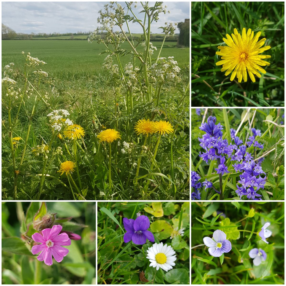 #Wildflowerhour The Chilterns are looking good with dandelions, bluebells, red campion, violets, daisies and speedwell #Wildflowers #InternationalDayoftheDandelion