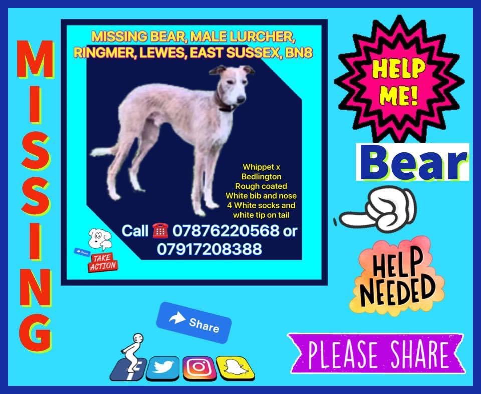 karensarah66's tweet photo. Bear missing since 23/3/21 Lewes BN8 but could be anywhere 😔💔 Please keep trying to #findBear 🙏🏻 He needs to be home with his family #missingtoolong #findBear 

https://t.co/TNXagJEQjN @rosiedoc666 @TinaTowers3 @gelert01 @KarenFi51820768 @DogsofTooting @AlanDaffern https://t.co/CIVooRNmiY