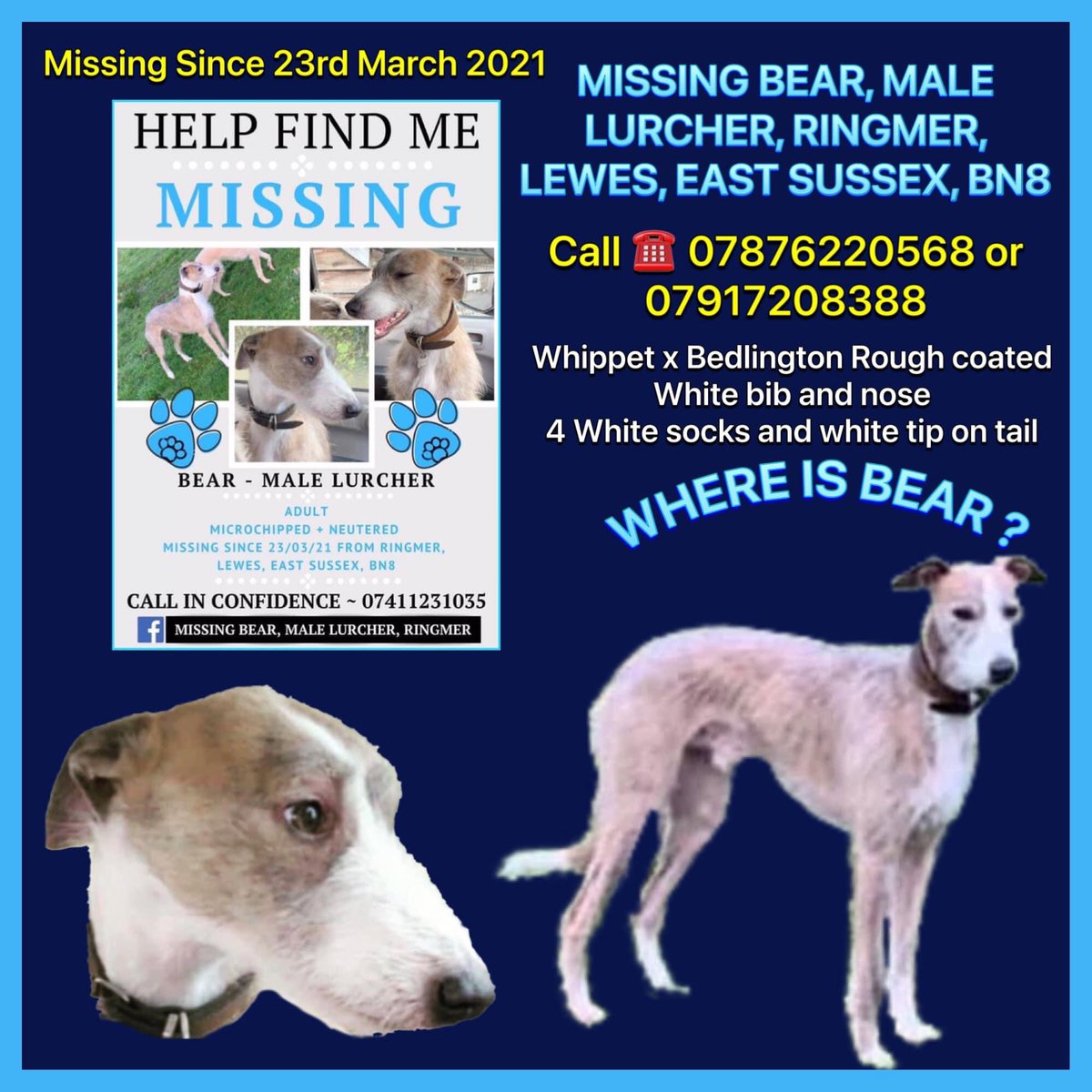 karensarah66's tweet photo. Bear missing since 23/3/21 Lewes BN8 but could be anywhere 😔💔 Please keep trying to #findBear 🙏🏻 He needs to be home with his family #missingtoolong #findBear 

https://t.co/TNXagJEQjN @rosiedoc666 @TinaTowers3 @gelert01 @KarenFi51820768 @DogsofTooting @AlanDaffern https://t.co/CIVooRNmiY