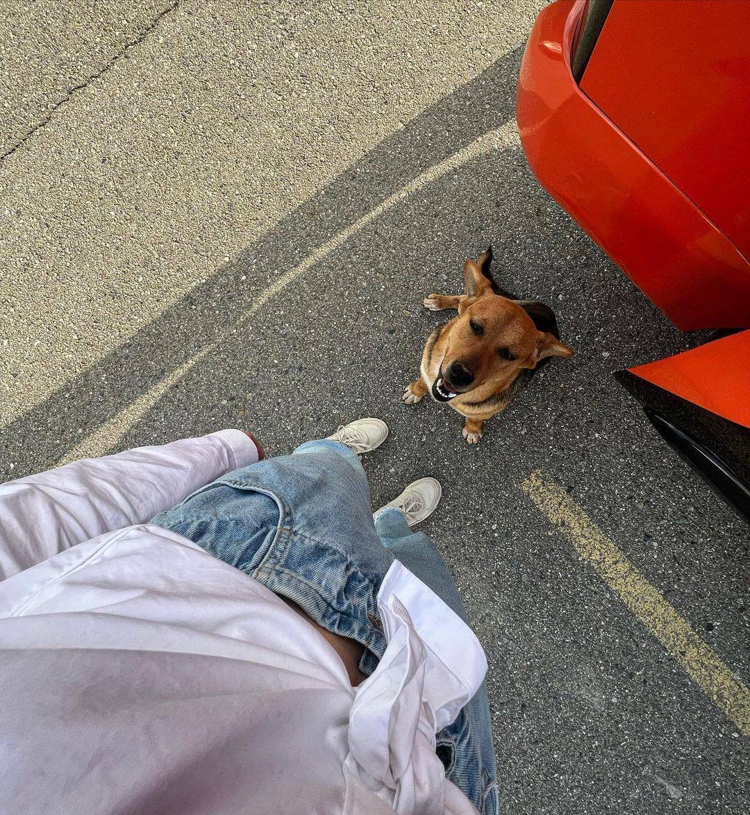 Shireiler's tweet photo. Saw a cute puppy on the side of the road🦴🐶 https://t.co/qAGrTVyrTl