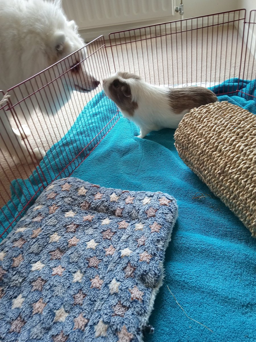 CavyShenanigans's tweet photo. They are friends https://t.co/YpCAHB62QR